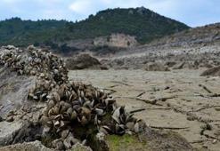Suyu çekilen barajdan "midye tarlası" çıktı
