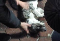 Reklam tabelasına bağlanan köpek feci şekilde can verdi