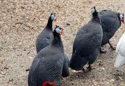 Bursa’da kuş gribi alarmı