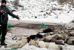 Şehir çöplüğünde köpek leşleri