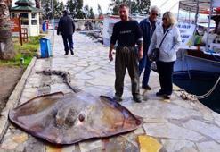 Gökova Körfezi'nde 200 kiloluk vatoz yakalandı
