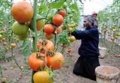 Soğuklar domatesin fiyatını yüzde 50 arttırdı