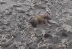 İkinci Aylan Kurdi vakası! Yürek yakan manzara