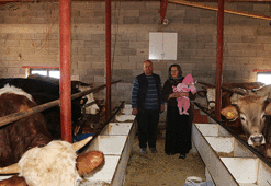 Ev bulamayan Şırnaklı aile ahıra yerleşti