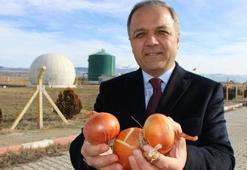 Soğandan elektrik üreteceğiz