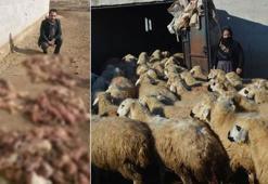 Niğde'de 500 koyun, ölü kuzu doğrudu