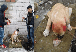 Kulakları kesilmiş köpek fotoğrafları isyan ettirdi