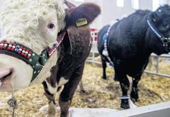 Fahiş kırmızı et fiyatına ‘tüp bebek’li çözüm