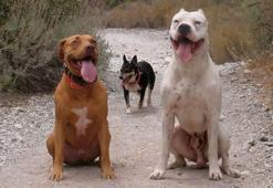 Tehlikeli köpek besleyene, 15 bin 918 TL ceza