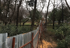 İBB: Maçka Parkında ağaç kesilmeyecek