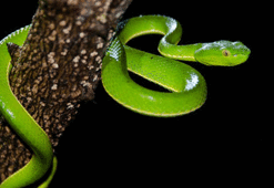 Isıya duyarlı yapay deri yapıldı!