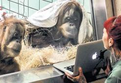 Orangutanlar için çöpçatanlık uygulaması