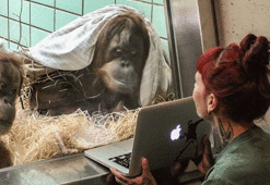 Artık orangutanlar da Tinder kullanacak