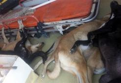 Adana'da köpek katliamı