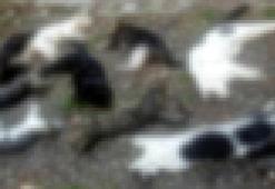 Alanya'daki kedi ölümleriyle ilgili Rus vatandaşı gözaltına alındı