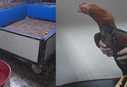 Horoz dövüşüne 27 gözaltı