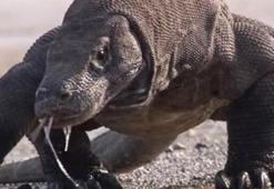 Süper bakterilere karşı Komodo ejderi kanı!