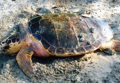 Ölü caretta caretta sahile vurdu
