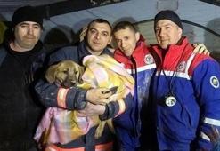 Kuyu köpek hakkında şaşırtan iddia