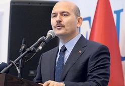 Aslanlar kovalıyor fareler kaçıyor!
