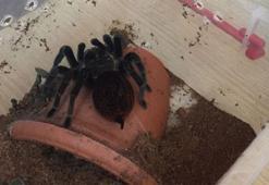 Terör zanlısının evinden tarantula çıktı