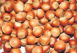 Oltan Gıda 'Ferrero Fındık' oldu