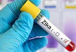 Canlı aşı, fareleri Zika virüsünden tamamen korudu