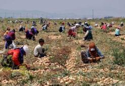 Başbakanlıktan "mevsimlik tarım işçileri" genelgesi