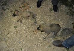 Yavru köpekler vahşice katledildi