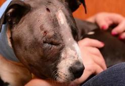 Hayvanseverler ayakta! Boksör değil, köpek!