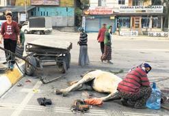 Yaralı ata gözyaşı