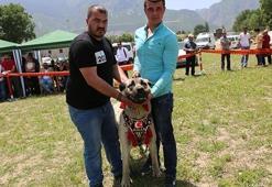 Çoban köpekleri ırkları güzellik yarışması