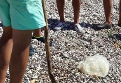 Sahile vuran denizanası korkuttu!