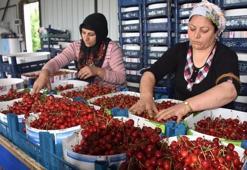 Kiraz hasadında yüzde 20 artış var