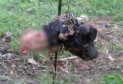 Bilecik'te dehşete düşüren köpek ölümleri! Köylü nöbette...