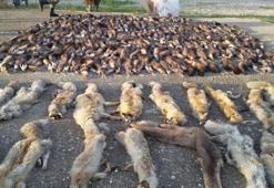 Kargo aracında yüzlerce hayvan postu ele geçirildi