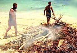 Survivor'da İlhan Mansız gidince her şeyi yaktılar!