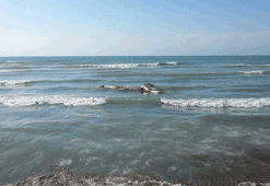 Hatay'da ölü beyaz balina kıyıya vurdu