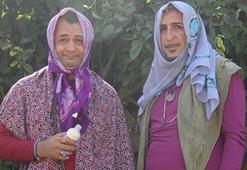 Süt sağma sahnesinde inekten tekme yedi