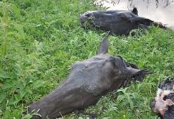 Kars’ta kesik at başları mahalleyi ayağa kaldırdı