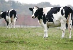 Tüccar anında çekildi