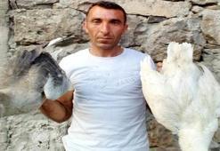 3 Günde 150 kaz telef oldu
