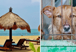 Turistlere tavuk eti diye köpek eti yedirdiler!