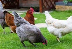 3 ülkede vardı! Türkiye'de ilk kez geliştirildi
