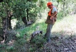 Hatay'da 'siyah elmas' bulundu