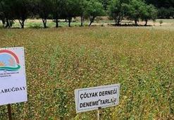 Çölyak hastaları için 'ekmek' tarlası