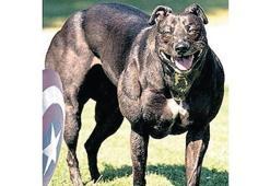 Kaslı ‘süper köpek’ geliyor