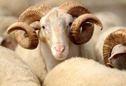 Kurban Bayramı ayın kaçında? Kurbanlık fiyatları belli oldu mu?