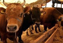 Kurbanlık fiyatlarında artış beklenmiyor