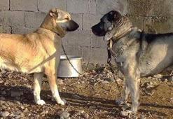 Köpek dövüştüren 2 kişiye 5 bin 504 lira ceza